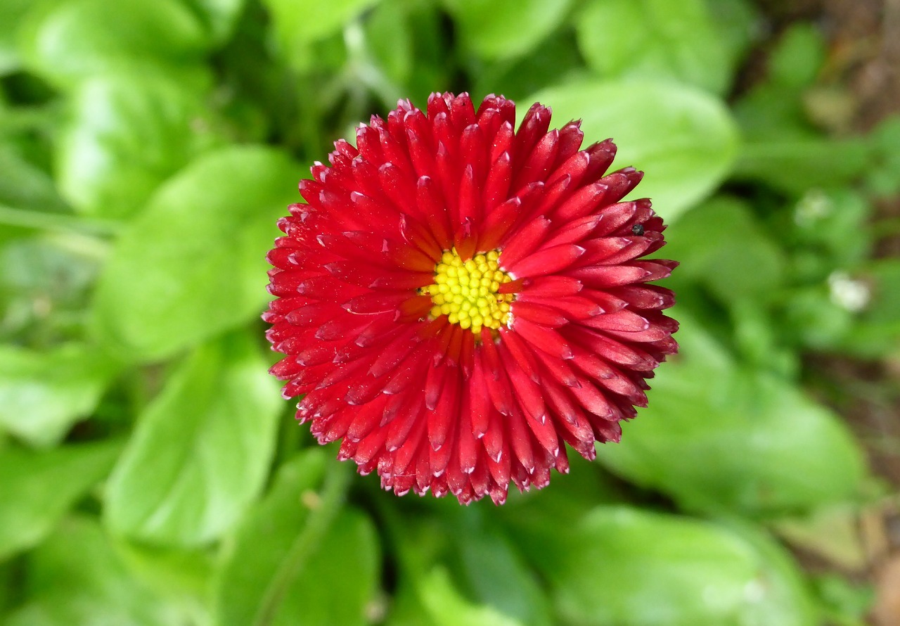 Aster, Bloem, Natuur, Flora, Važinėti Bloem, Nemokamos Nuotraukos,  Nemokama Licenzija