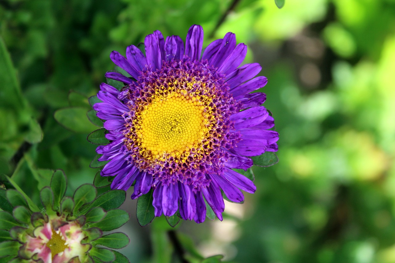 Aster, Gėlė, Sodas, Gamta, Augalas, Žydėjimas, Pilnai Žydėti, Iš Arti, Žiedlapiai, Nemokamos Nuotraukos