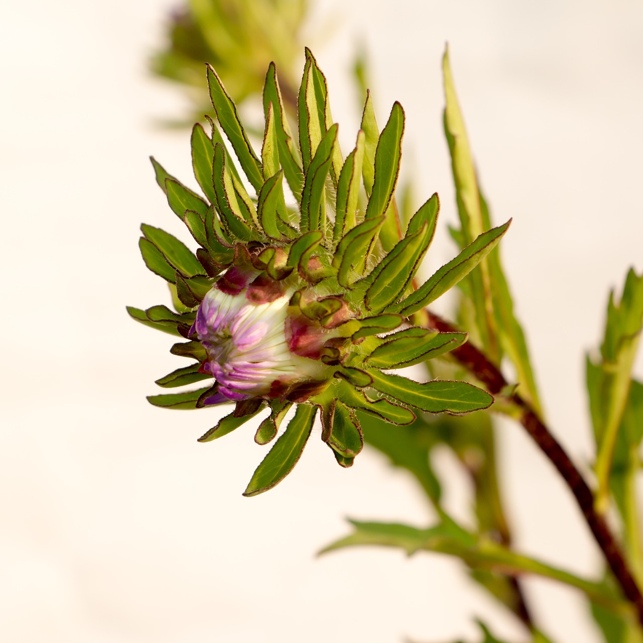 Aster, Gėlės, Žiemos Gėlė, Nemokamos Nuotraukos,  Nemokama Licenzija