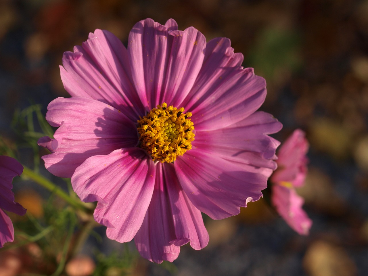 Aster, Gėlė, Žydėti, Nemokamos Nuotraukos,  Nemokama Licenzija