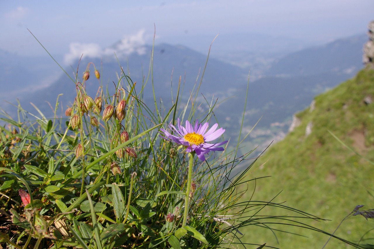 Aster, Alpės, Gėlė, Nemokamos Nuotraukos,  Nemokama Licenzija