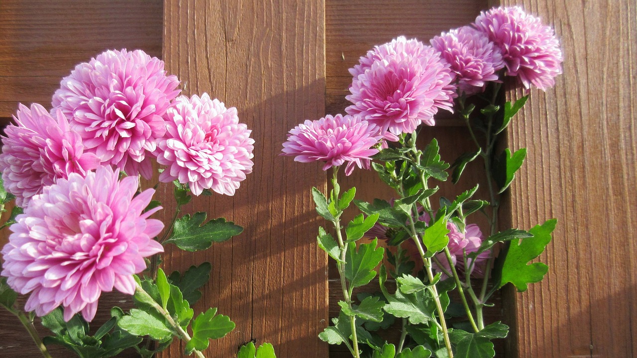 Aster,  Chrizantema,  Rožinis,  Gėlė,  Mediena,  Žiedas,  Vainiklapis, Nemokamos Nuotraukos,  Nemokama Licenzija