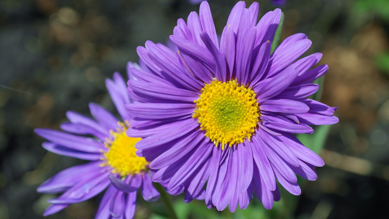 Aster, Gėlė, Violetinė, Sodas, Žiedlapis, Žiedas, Žydėti, Ruduo, Daisy, Violetinė