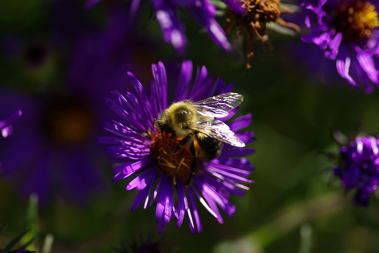 Aster, Bičių, Violetinė, Gamta, Laukinės Gėlės, Nemokamos Nuotraukos,  Nemokama Licenzija