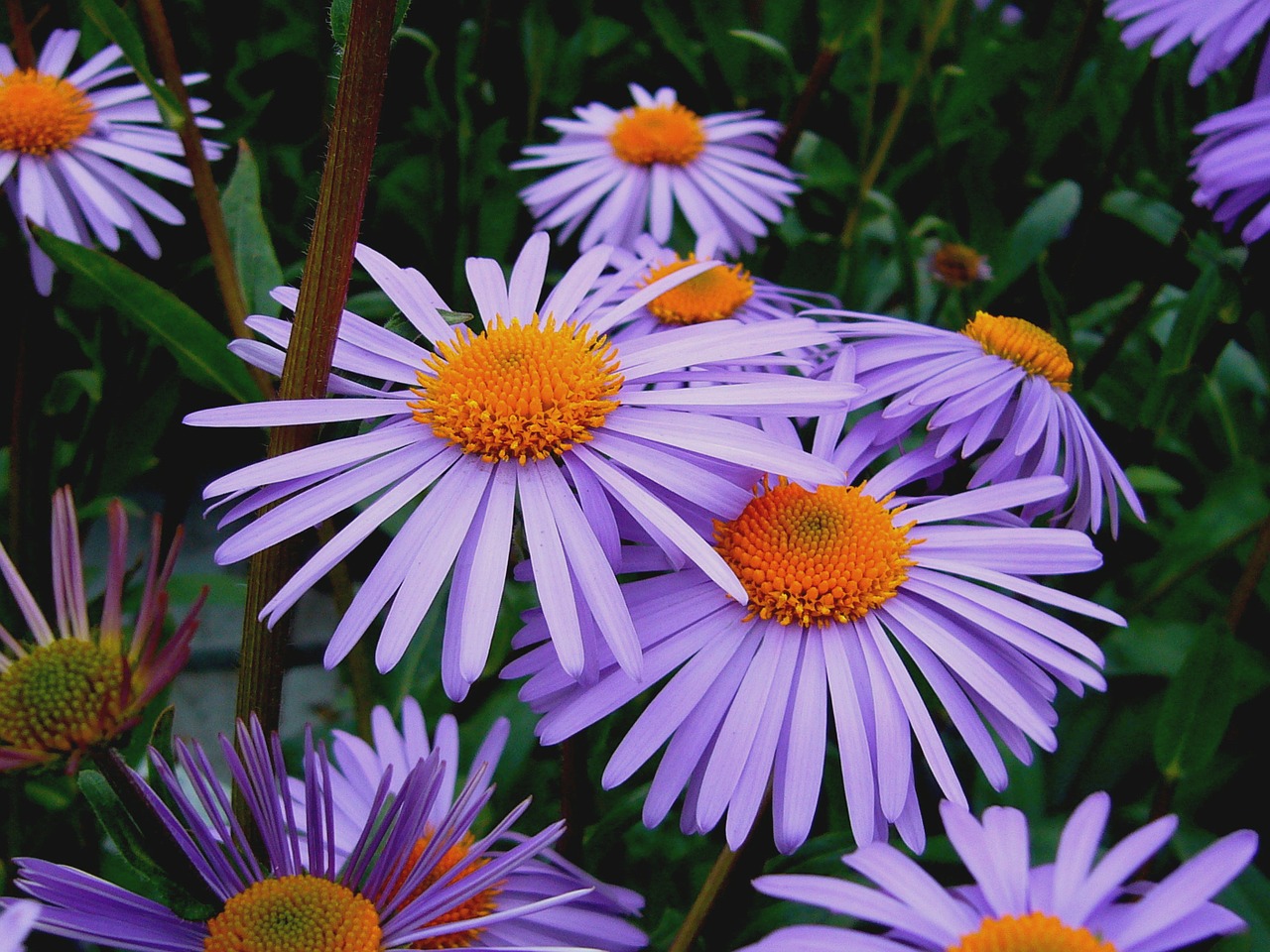 Astero Tongolensis, Michelms Daisy, Gelsva Gėlė, Gėlių, Augalai, Natūralus, Žiedas, Žydėti, Žiedlapiai, Botanikos