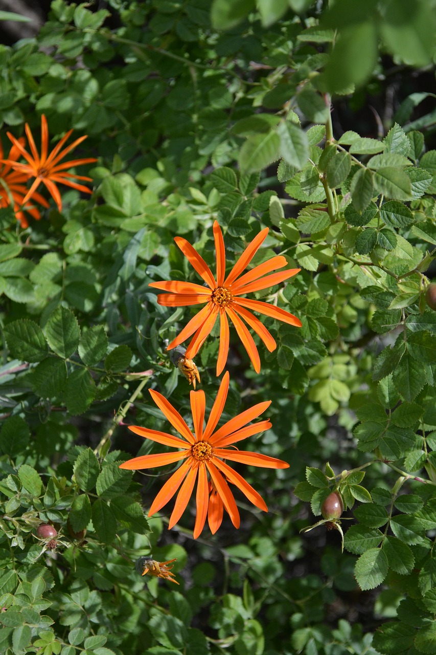 Asteraceae, Mutisia, Gėlė, Nemokamos Nuotraukos,  Nemokama Licenzija