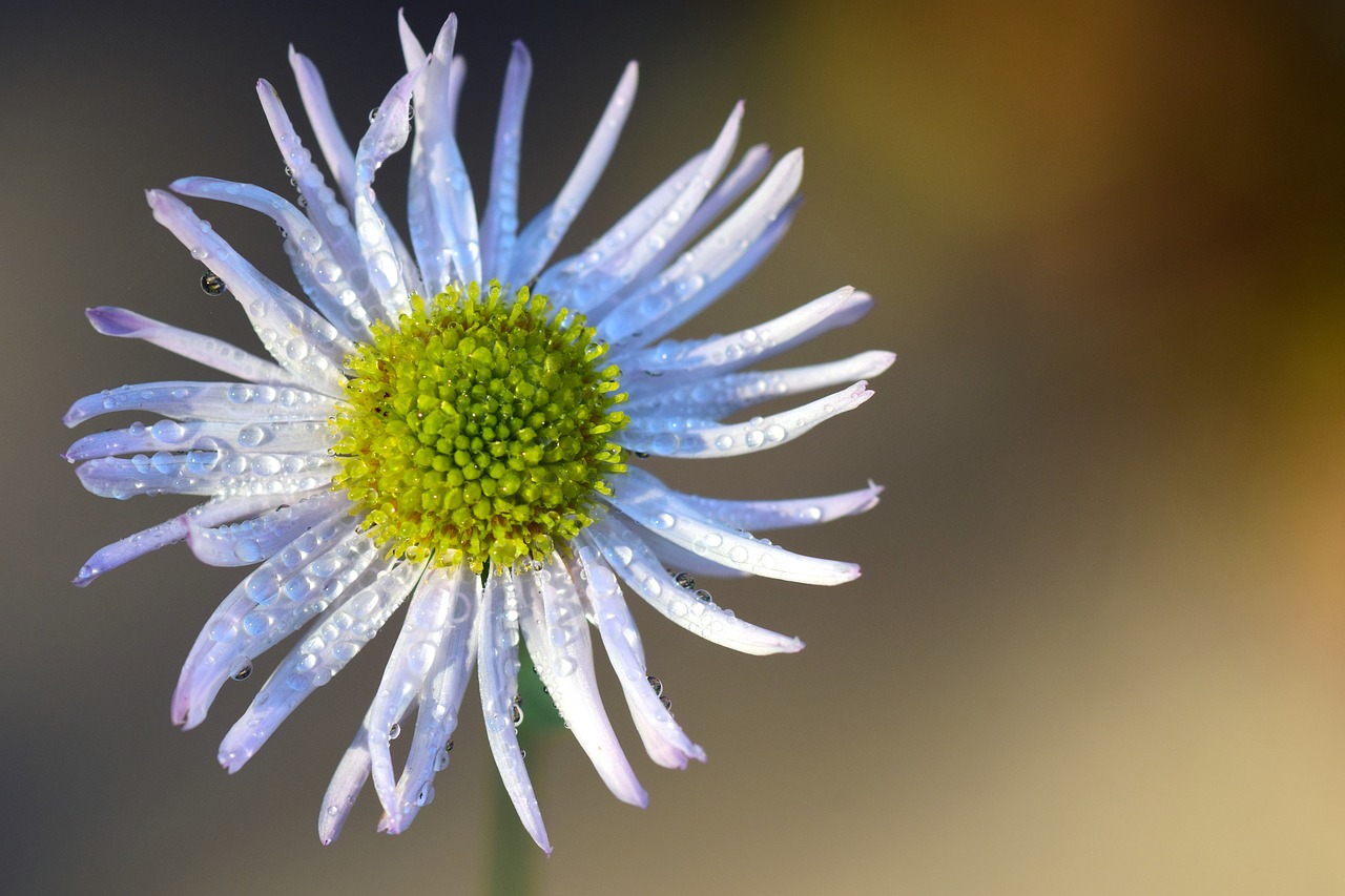 Asteraceae, Bilieto Asteris, Žiedas, Žydėti, Gėlė, Balta, Rasa, Rasos Rasos, Uždaryti, Vanduo