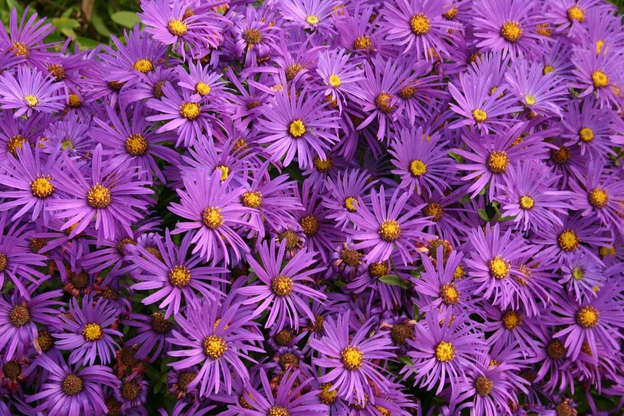 Asters, Gėlės, Violetinė, Ruduo, Žydėjimas, Daisy, Raudona, Nemokamos Nuotraukos,  Nemokama Licenzija