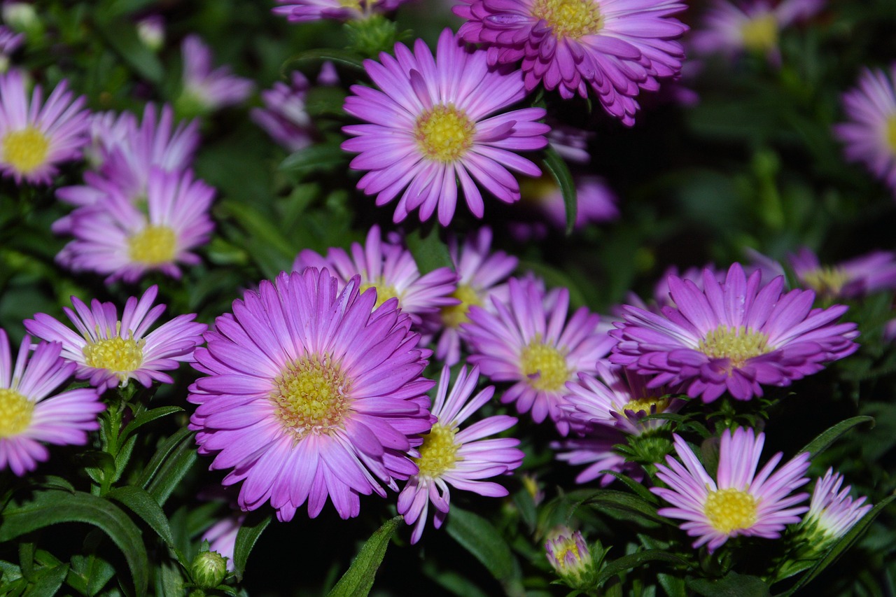 Asters, Herbstasternas, Sodas, Ruduo, Rožinis, Gamta, Gėlės, Kompozitai, Vasaros Pabaigoje, Nemokamos Nuotraukos