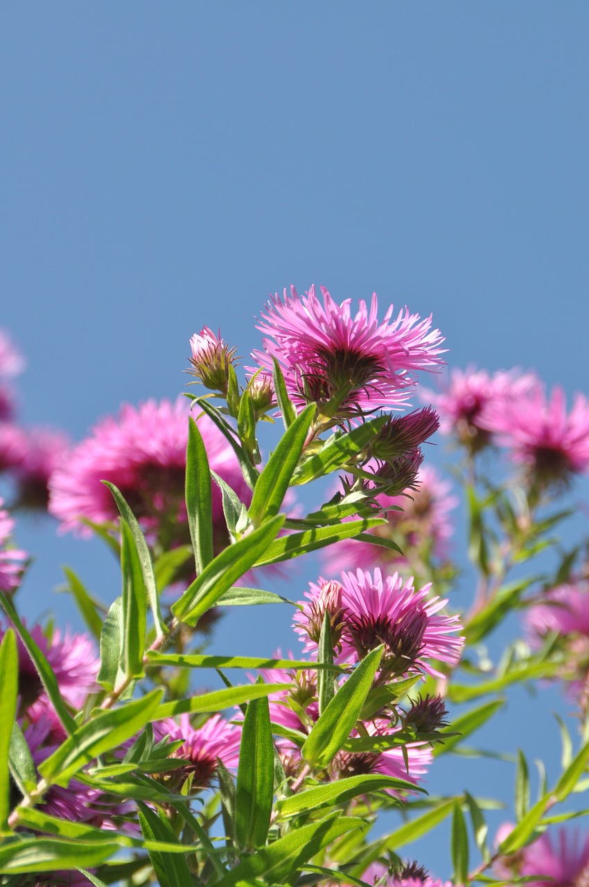 Asters, Gėlė, Botanika, Dangus, Sodas, Gamta, Flora, Augalas, Gėlių Jūra, Dekoratyvinis Sodas