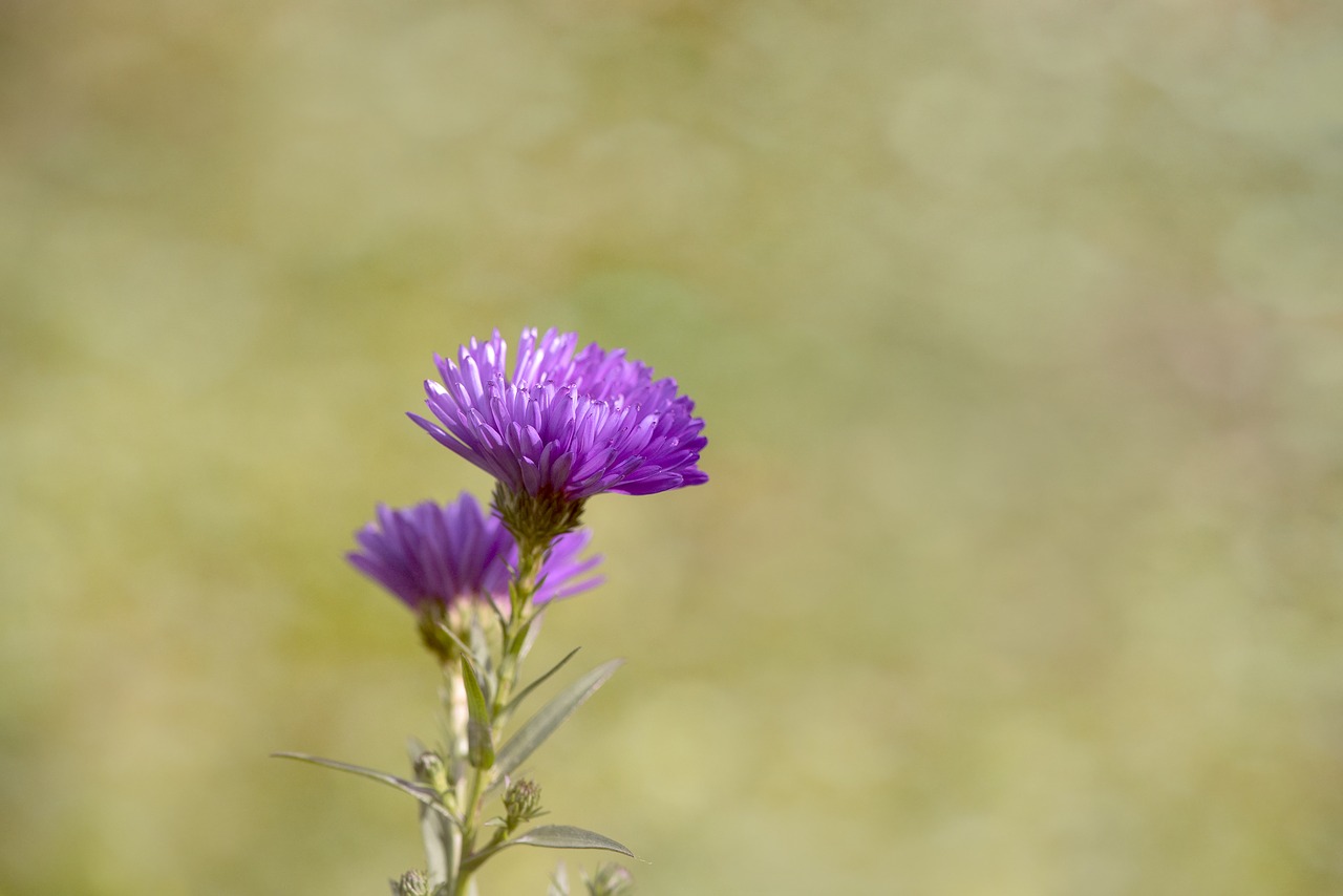 Asters, Herbstasternas, Kritimo Asters, Simfiotriumas, Gėlės, Purpurinės Alyvos Žiedai, Gamta, Sodas, Sode, Ruduo