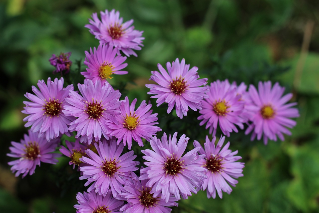 Asters, Violetinė, Gėlė, Violetinė, Purpurinė Gėlė, Uždaryti, Nemokamos Nuotraukos,  Nemokama Licenzija