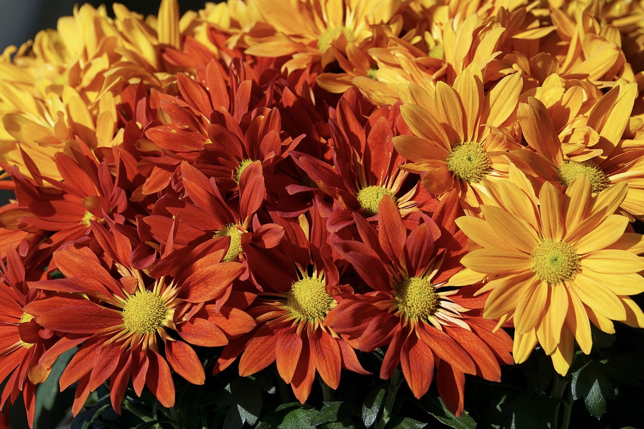 Asters, Rudens Gėlė, Ruduo, Gėlės, Žiedas, Žydėti, Žydėti, Uždaryti, Herbstaras, Spalvinga