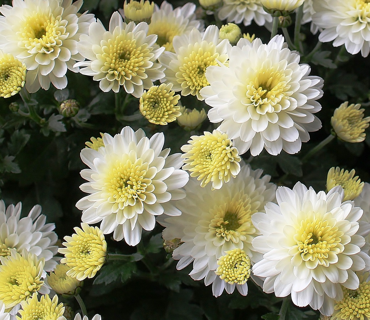 Asters, Gėlės, Žydėti, Balta, Gražus, Rudens Gėlės, Žiedynas, Krepšelio Formos, Nemokamos Nuotraukos,  Nemokama Licenzija