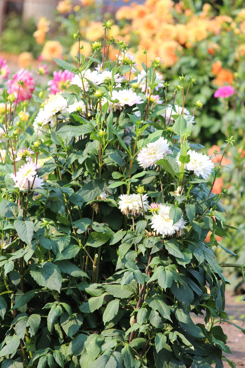 Asters, Gėlės, Laukas, Pardavimas, Pasiimti Savo, Pasiimti, Žiedas, Žydėti, Gamta, Augalas