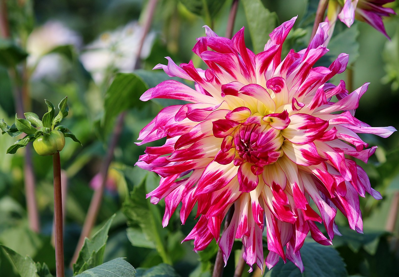 Asters, Gėlės, Laukas, Pardavimas, Pasiimti Savo, Pasiimti, Žiedas, Žydėti, Gamta, Augalas