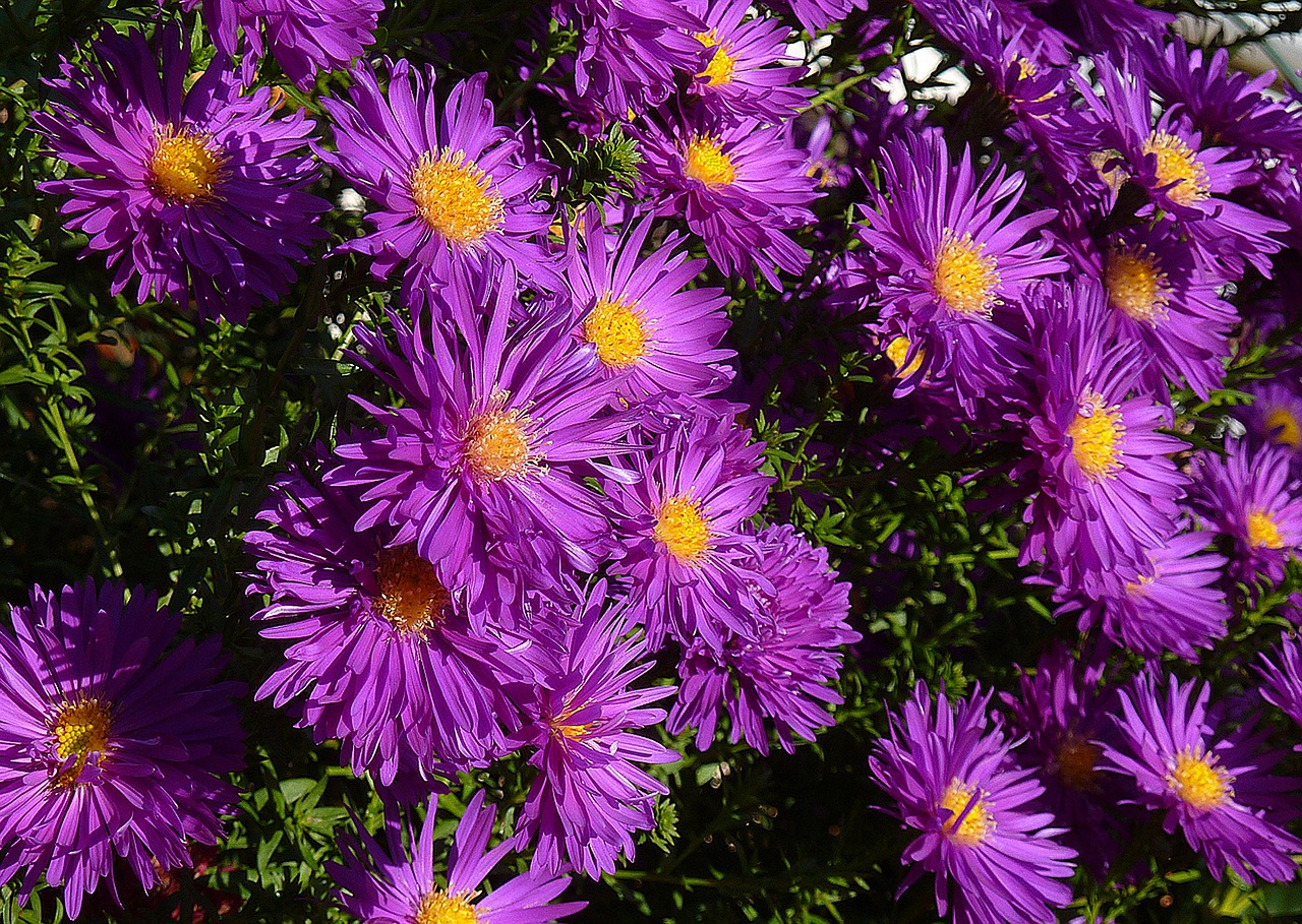 Asters, Balkonas, Mėlynas, Žydėti, Gėlės, Puokštė, Gėlių Vaza, Sodas, Ruduo, Rudens Gėlės