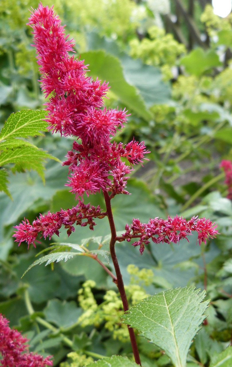 Astilbe, Raudona Gėlė, Prachtspiere, Schattenpflanze, Nemokamos Nuotraukos,  Nemokama Licenzija