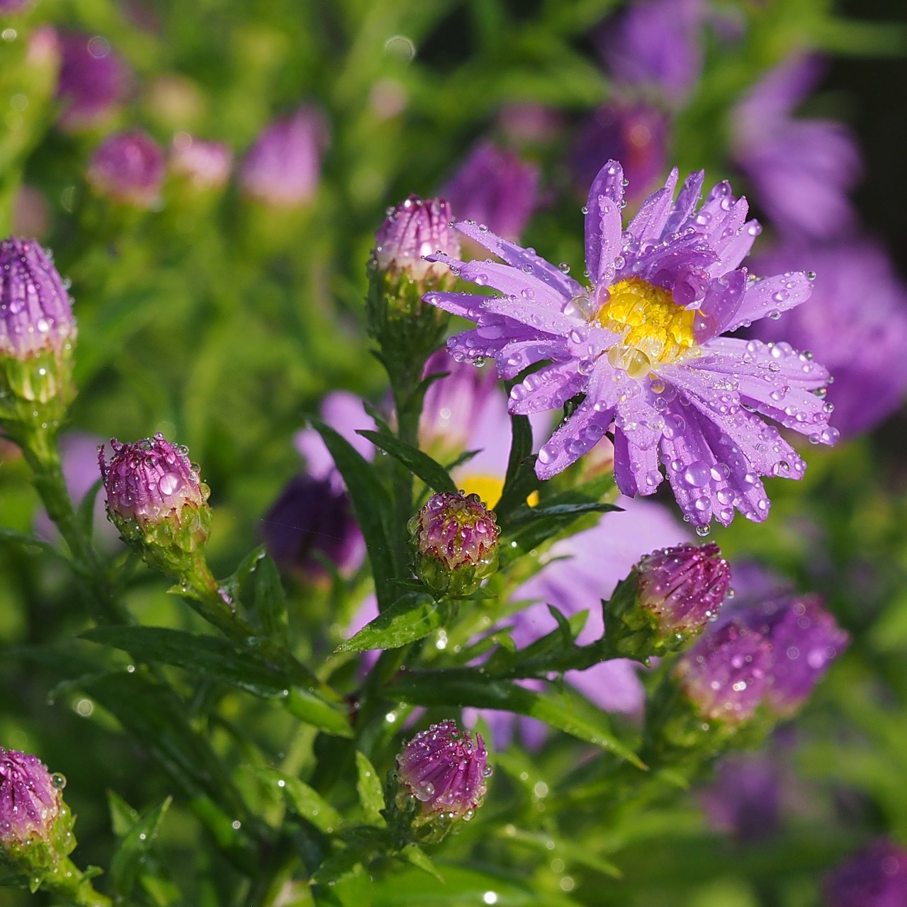 Astra, Gėlė, Asters, Gamta, Ruduo, Violetinė, Sodas, Gėlės, Žydėjimas, Purpurinės Gėlės