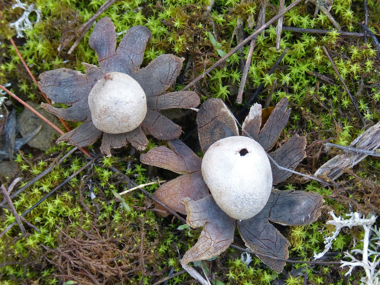 Astraeus Hygrometricus, Žemės Žvaigždė, Grybai, Miškas, Ruduo, Mikologija, Nemokamos Nuotraukos,  Nemokama Licenzija