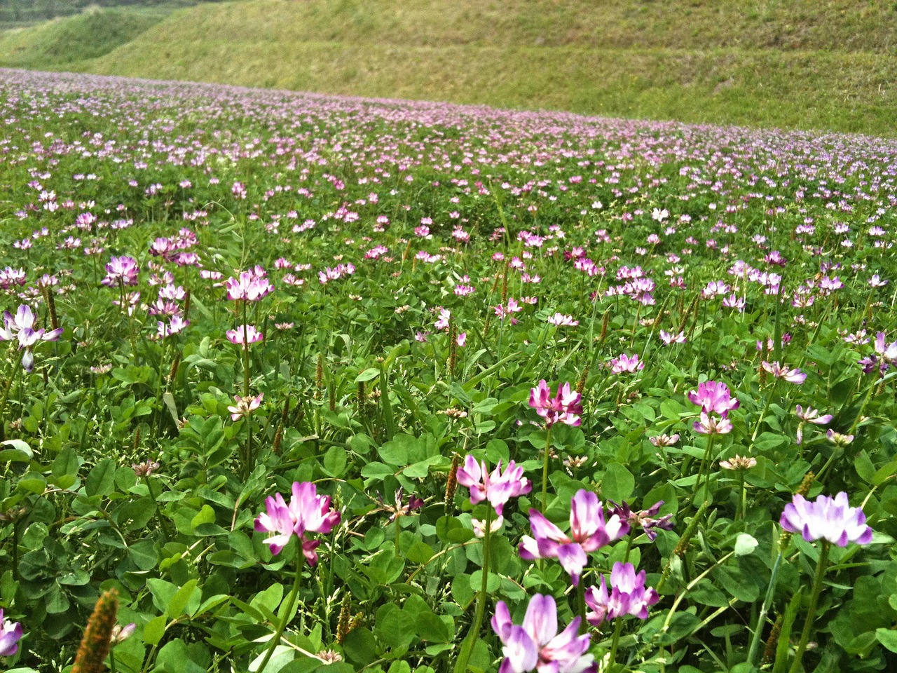 Astragalus, Lotuso Gėlė, Gėlės, Laukas, Nemokamos Nuotraukos,  Nemokama Licenzija