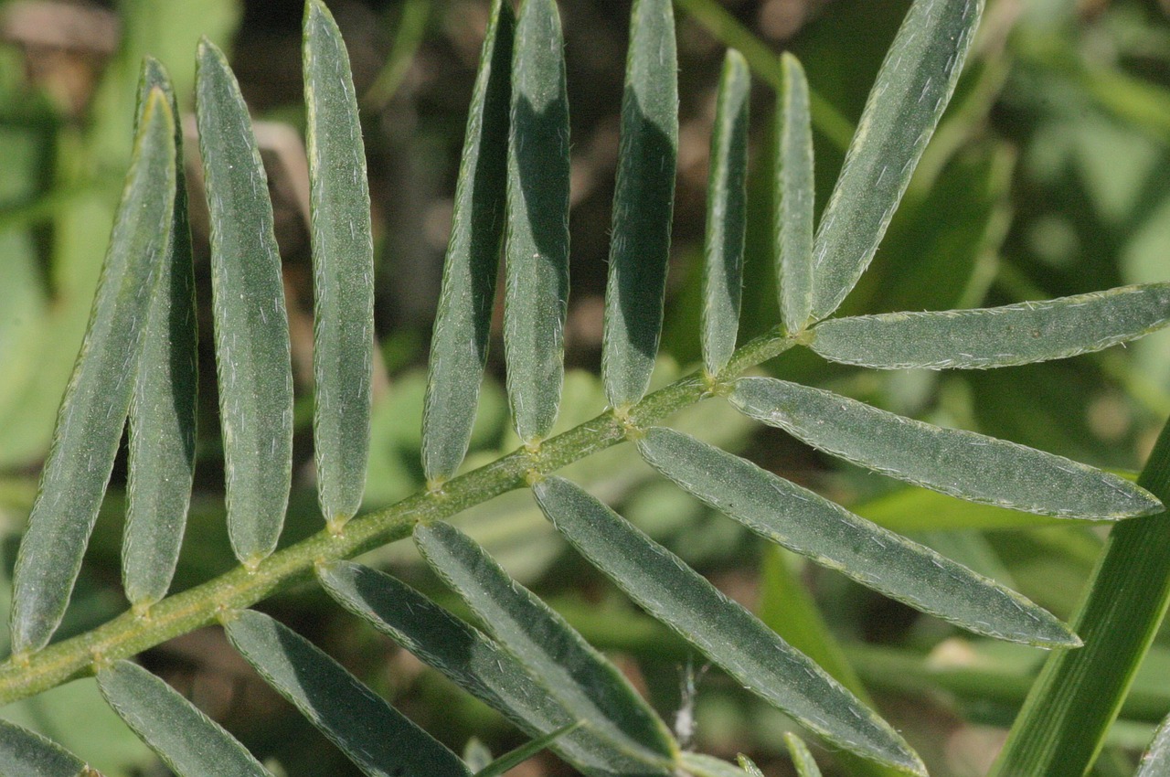 Astragalus,  Augalas,  Asper,  Fabaceae,  Dicot,  Lapai,  Lapuočių, Nemokamos Nuotraukos,  Nemokama Licenzija