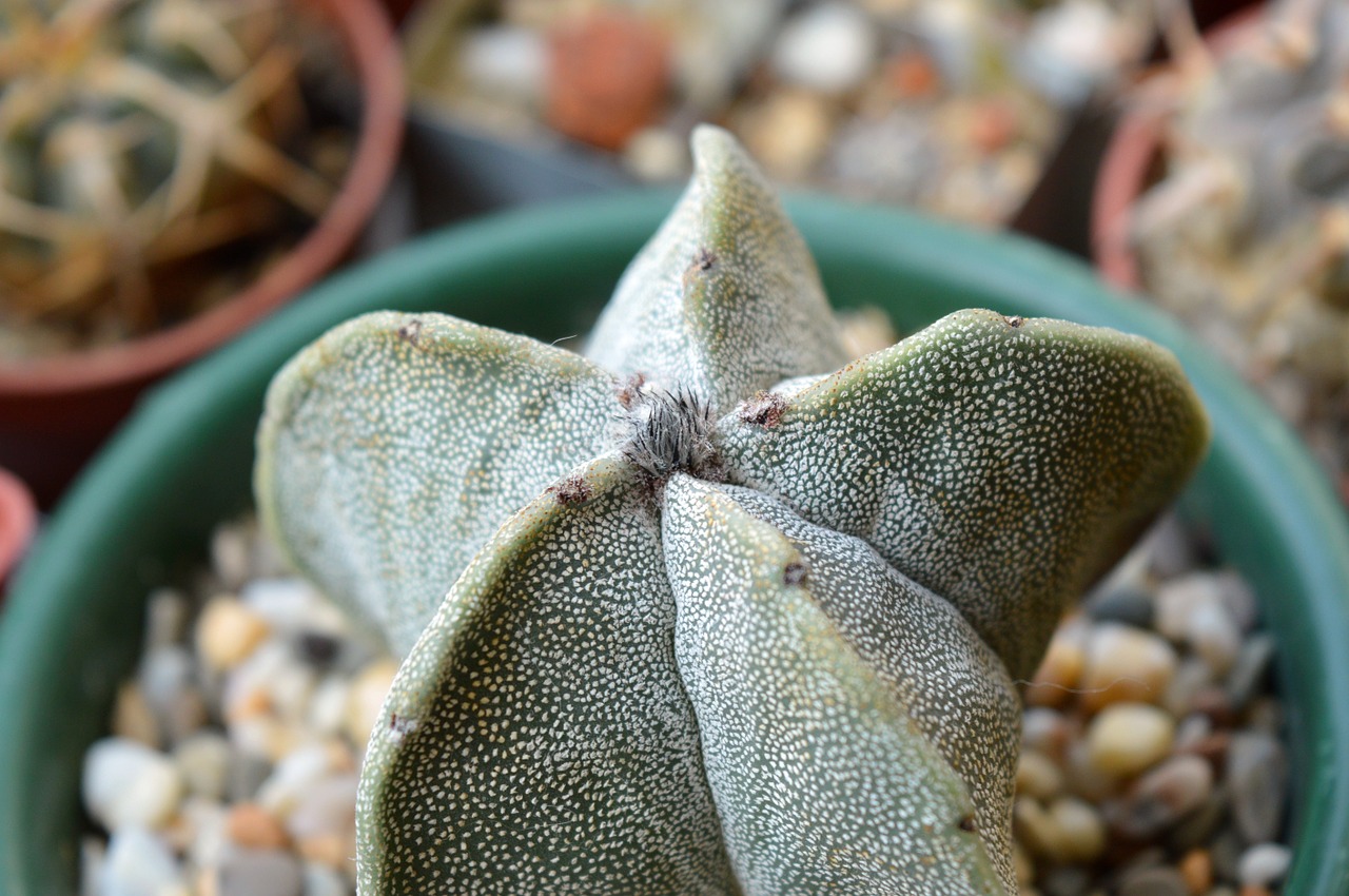 Astrophytum Tysâčekrapinkovyj, Astrofitumas, Kaktusas, Sultingas, Patalpų Augalas, Gėlė, Augalas, Budas, Į Puodą, Iš Arti