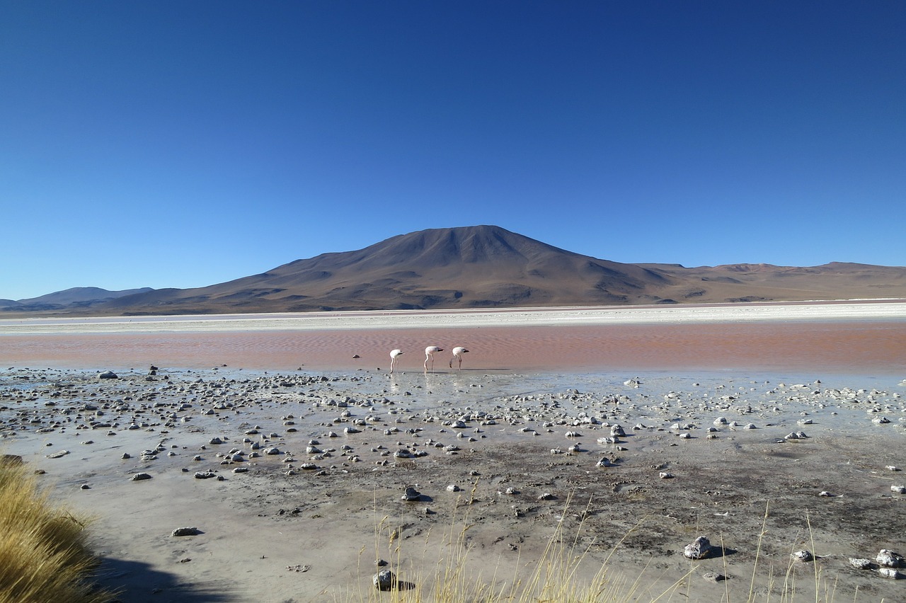 Atacama Dykuma, Čile, Flamingos, Vulkanas, Druskos Ežeras, Dykuma, Sausas, Kraštovaizdis, Pietų Amerika, Altiplano