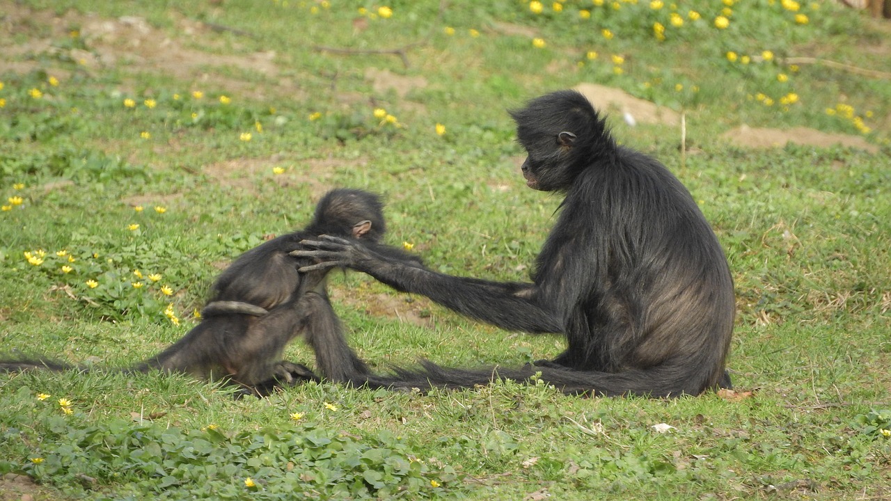 Ateles Geoffroyi,  Suprantama,  Geoffroy Anketa Koatos,  Motinos Ir Kub,  Žaidimas,  Handshake,  Primatai,  Beždžionė,  Prahos Zoo, Nemokamos Nuotraukos