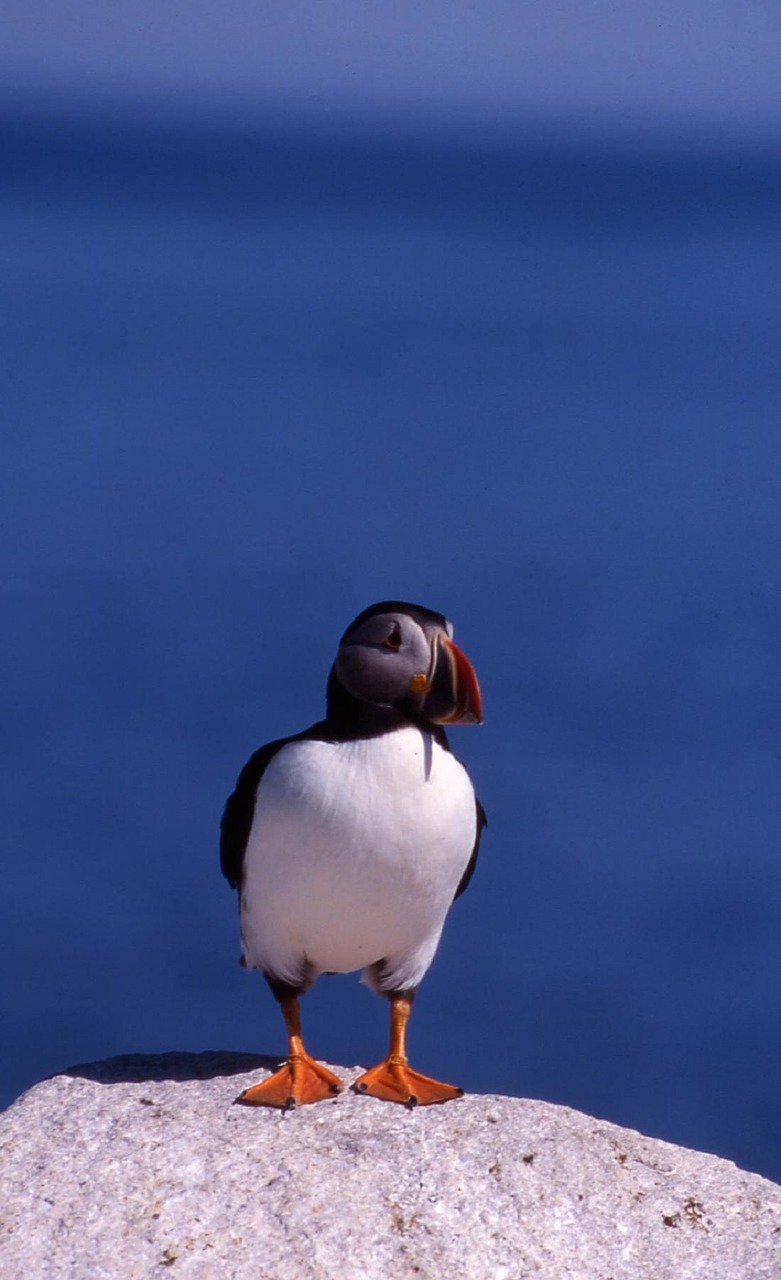 Atlantinis Puffin, Paukštis, Vandens Paukščiai, Laukinė Gamta, Gamta, Rokas, Jūra, Vandenynas, Portretas, Jūros Paukštis