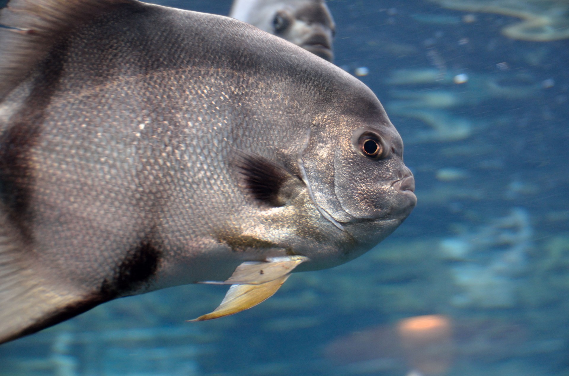 Sūrus Vanduo,  Akvariumas,  Spadefish,  Žuvis,  Patalpose,  Druska & Nbsp,  Gyvenimas,  Gamta,  Grožis,  Tropiniai & Nbsp