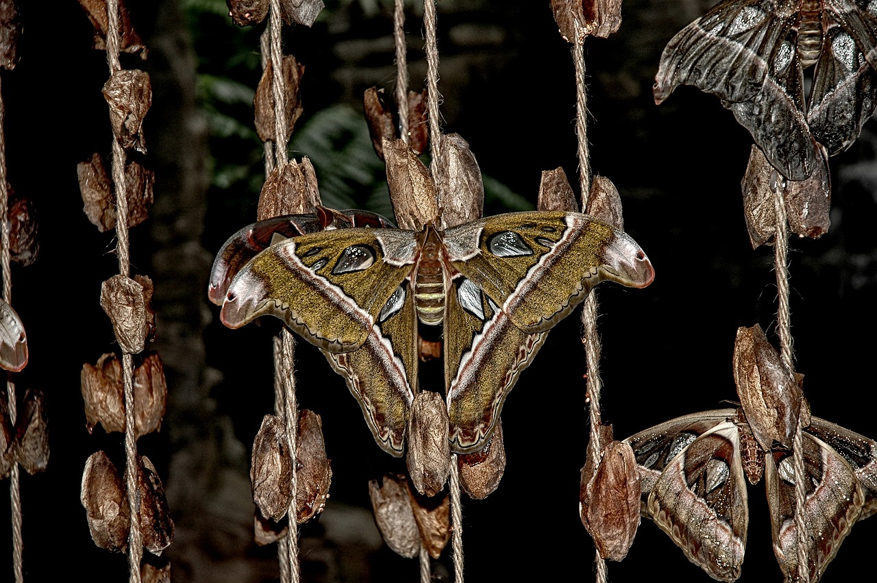 Attacus, Atlasas, Drugys, Drugelis, Subtropinis, Miško Azija, Nemokamos Nuotraukos,  Nemokama Licenzija