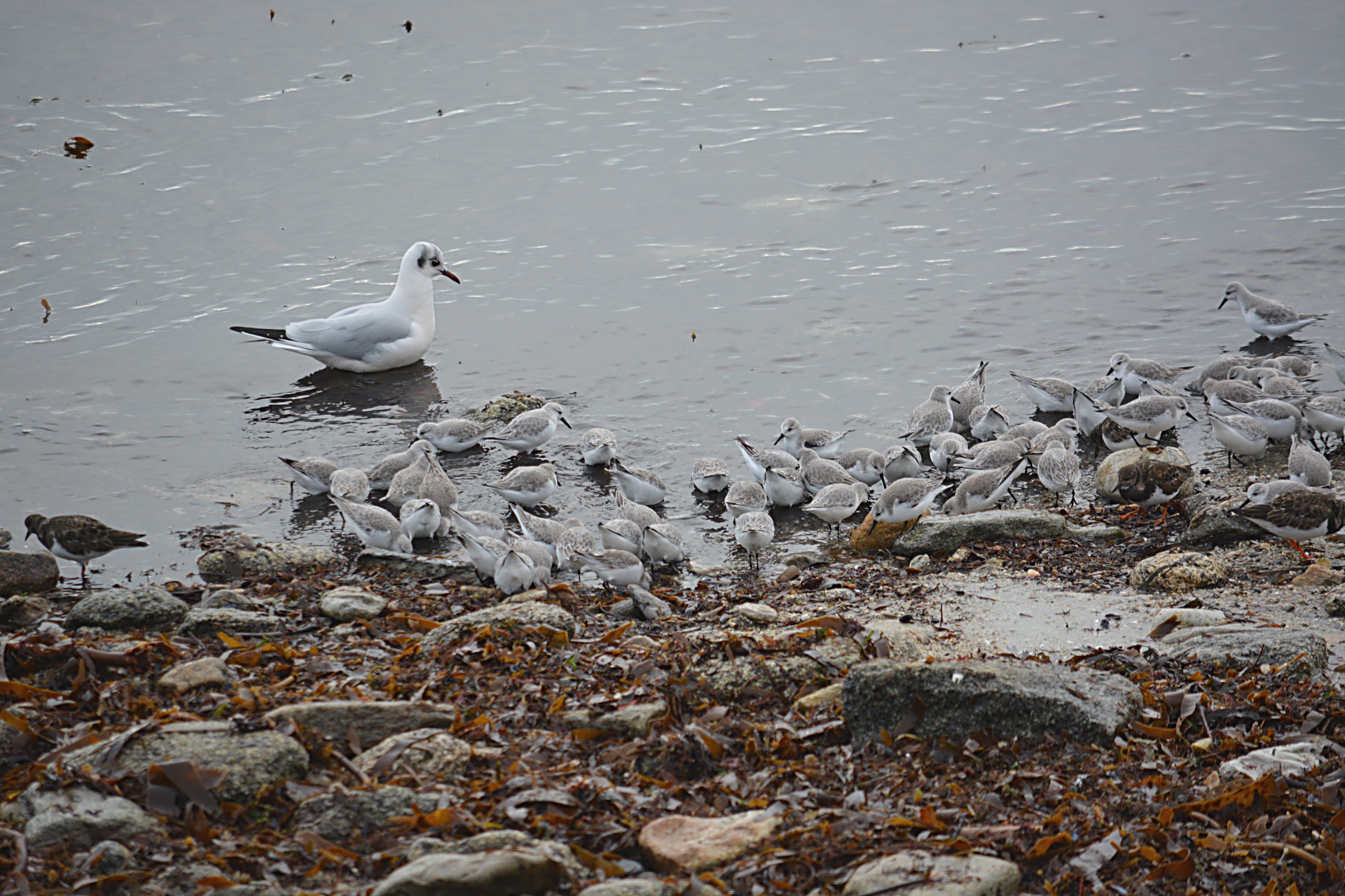 Paukščiai,  Gamta,  Laukinė Gamta,  Ornitologija,  Kajakas,  Plovers,  Prie Vandens Krašto, Nemokamos Nuotraukos,  Nemokama Licenzija