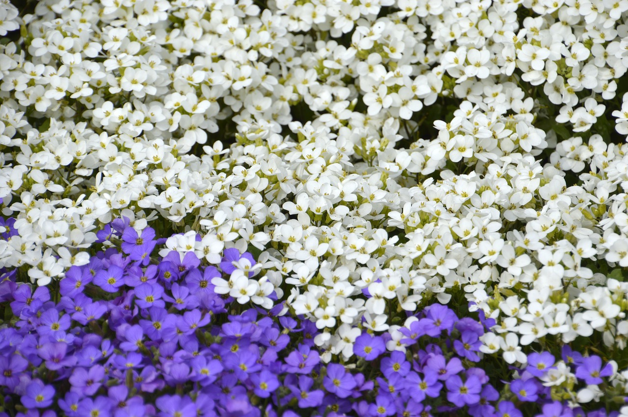 Aubriète Violetinė,  Paprastoji Aubretė,  Aubriète Baltos Spalvos,  Gėlė,  Žiedlapis,  Gyvatvorė, Nemokamos Nuotraukos,  Nemokama Licenzija