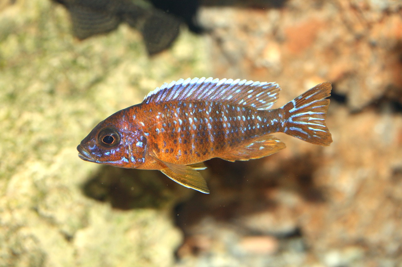 Aulonocara, Jacobfreibergi Otter Point, Cichlid, Malavis, Cichlidae, Cichlids, Tanganika, Victorian, Žuvis, Ežeras