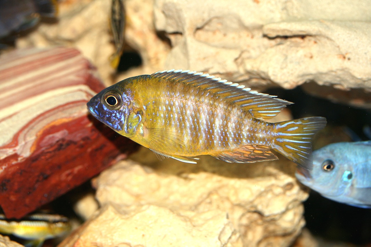 Aulonocara Baenschi, Cichlid, Malavis, Cichlidae, Cichlids, Tanganika, Victorian, Žuvis, Ežeras, Spalva