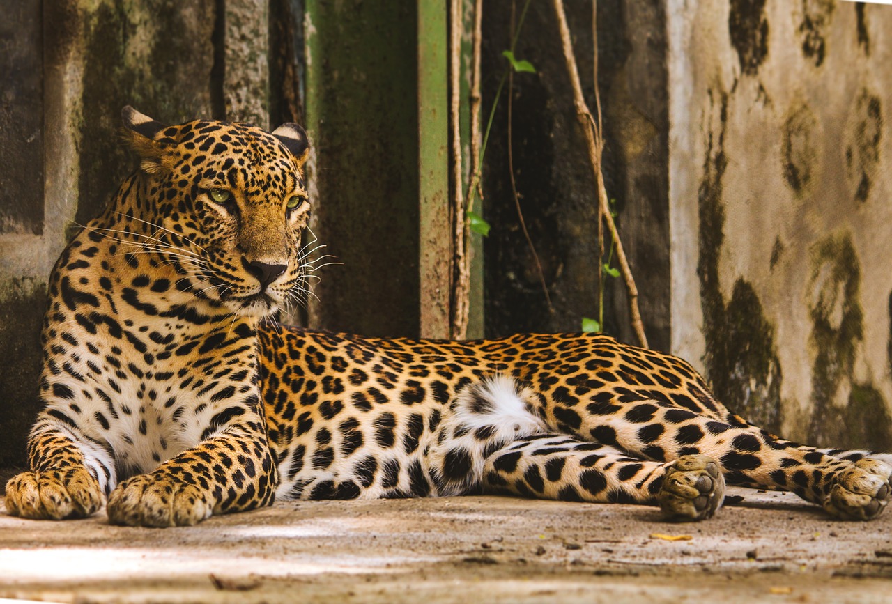 Aurangabad,  Maharashtra,  Indija,  Laikysena,  Gyvūnijos,  Leopardas,  Katė,  Laukinių,  Zoo,  Gyvūnas