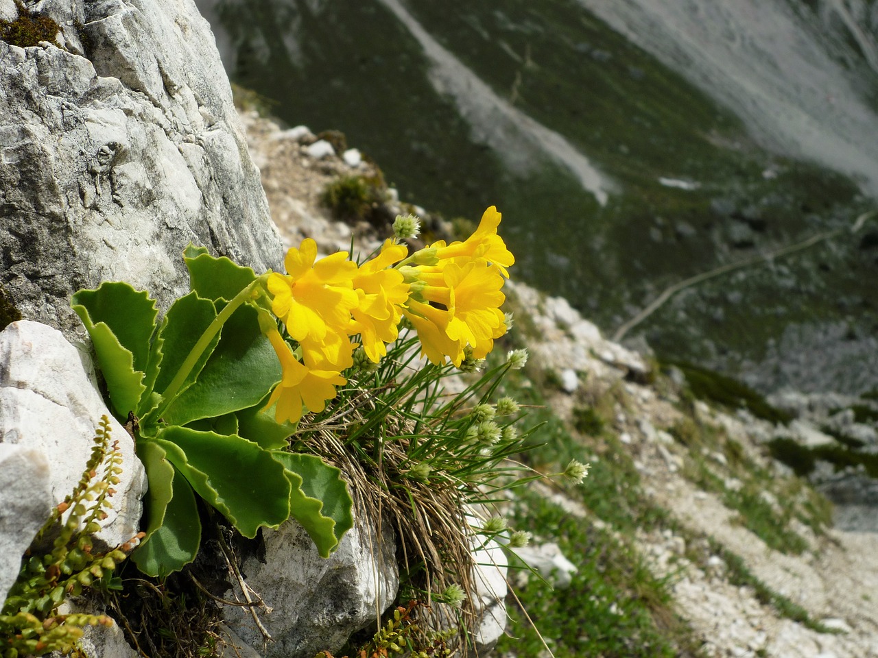 Auricula, Žiedas, Žydėti, Alpių Augalas, Primula Auricula, Nemokamos Nuotraukos,  Nemokama Licenzija