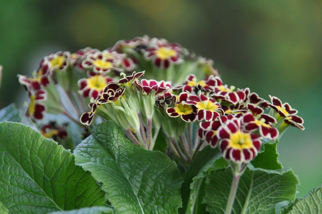 Auricula,  Pavasaris,  Primrose,  Sodas,  Pobūdį,  Gėlė, Nemokamos Nuotraukos,  Nemokama Licenzija