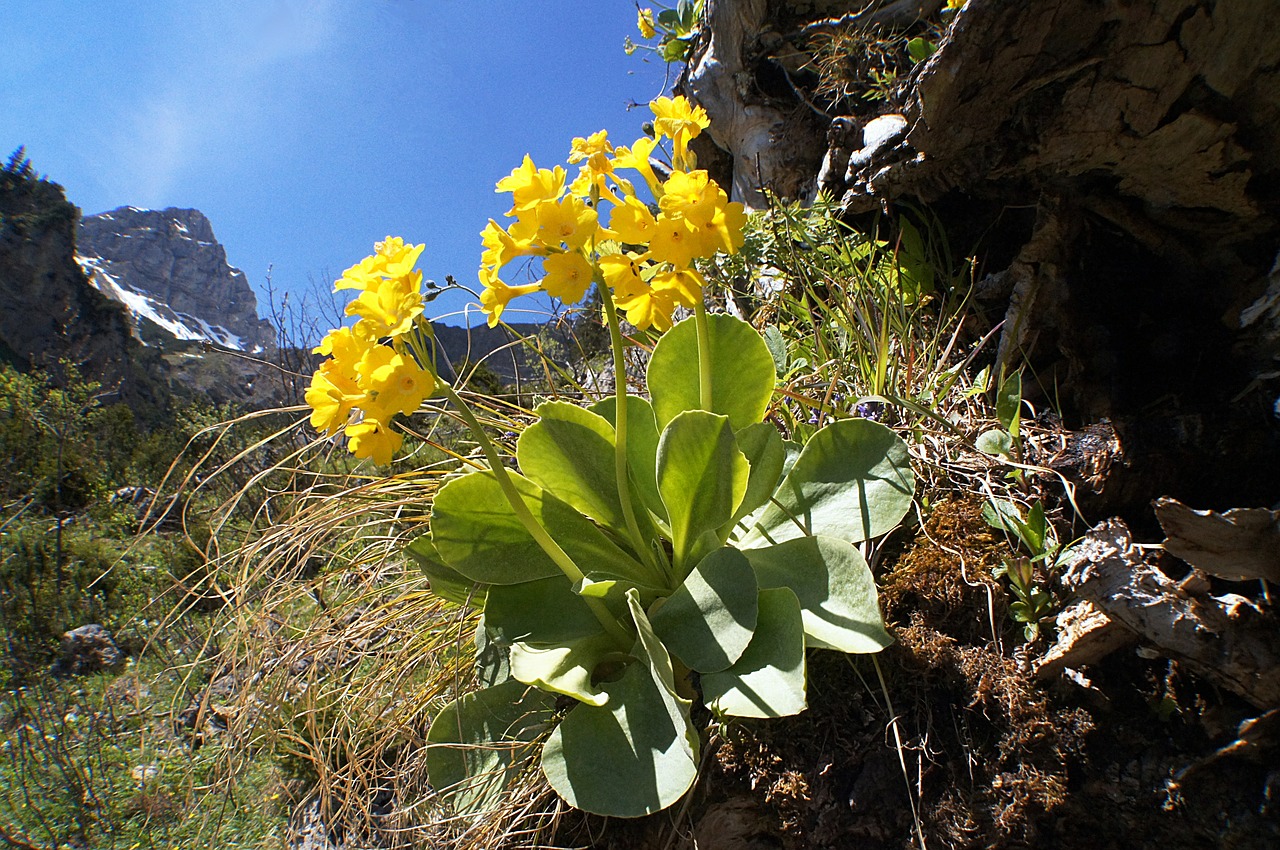 Auricula, Primula Auricula, Žiedas, Žydėti, Kiaulytė, Kalnai, Primozė, Nemokamos Nuotraukos,  Nemokama Licenzija