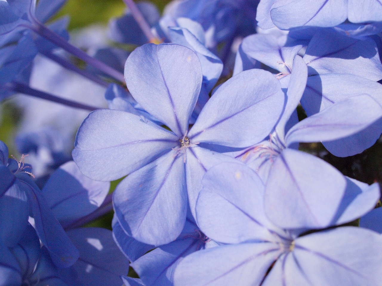 Auriculata, Žiedas, Žydėti, Mėlynas, Plumbago, Sodas, Nemokamos Nuotraukos,  Nemokama Licenzija