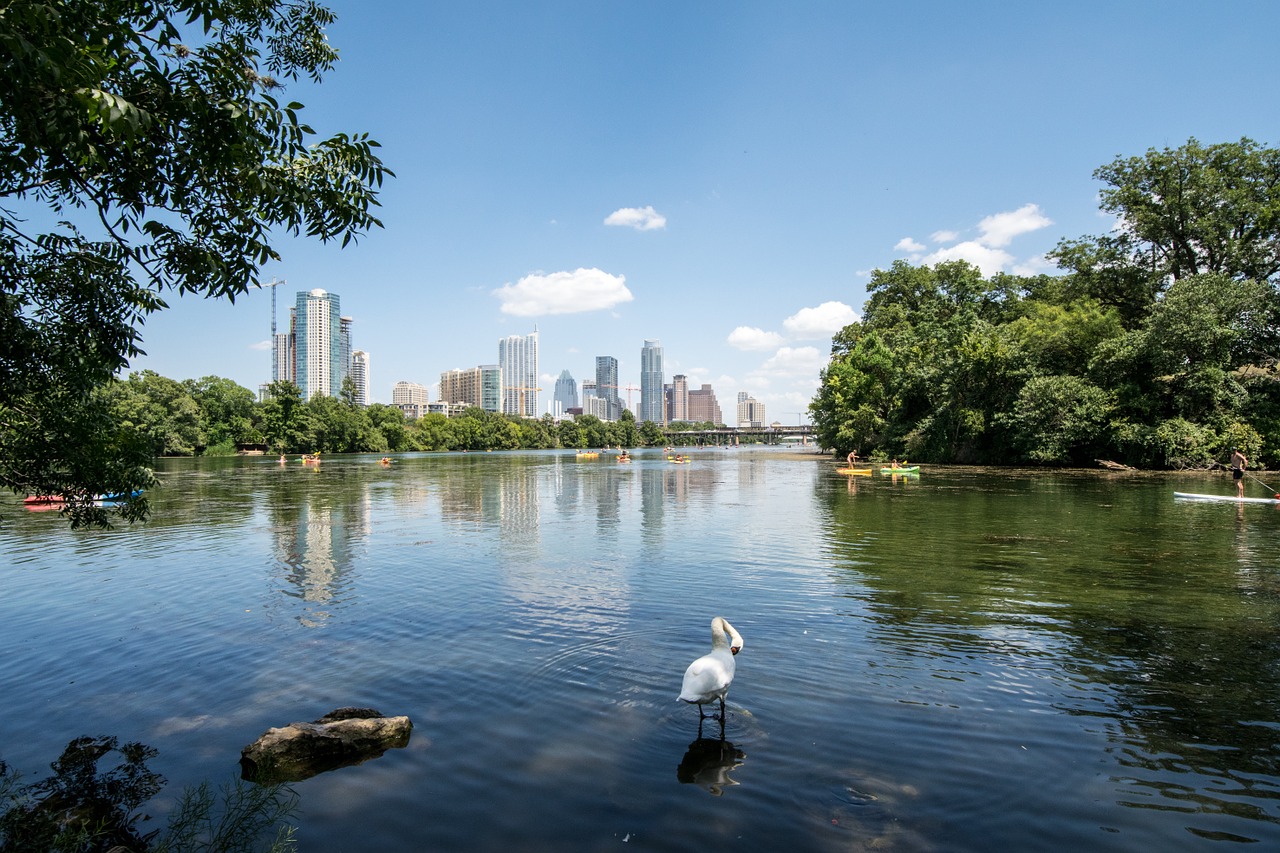 Austin, Texas, Ežeras, Berniukas, Miesto Ežeras, Gulbė, Baidarių, Centro, Panorama, Tx