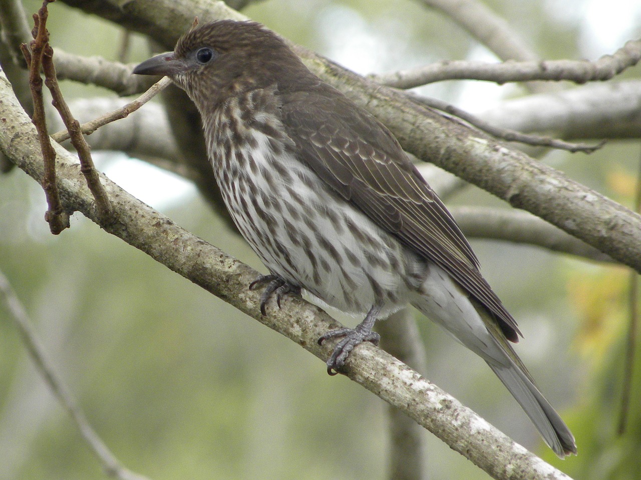 Australasian Figbird Female,  Laukinė Gamta,  Paukščiai,  Plunksnos,  Gamta,  Gyvūnas,  Laukiniai,  Sparnas,  Snapas, Nemokamos Nuotraukos