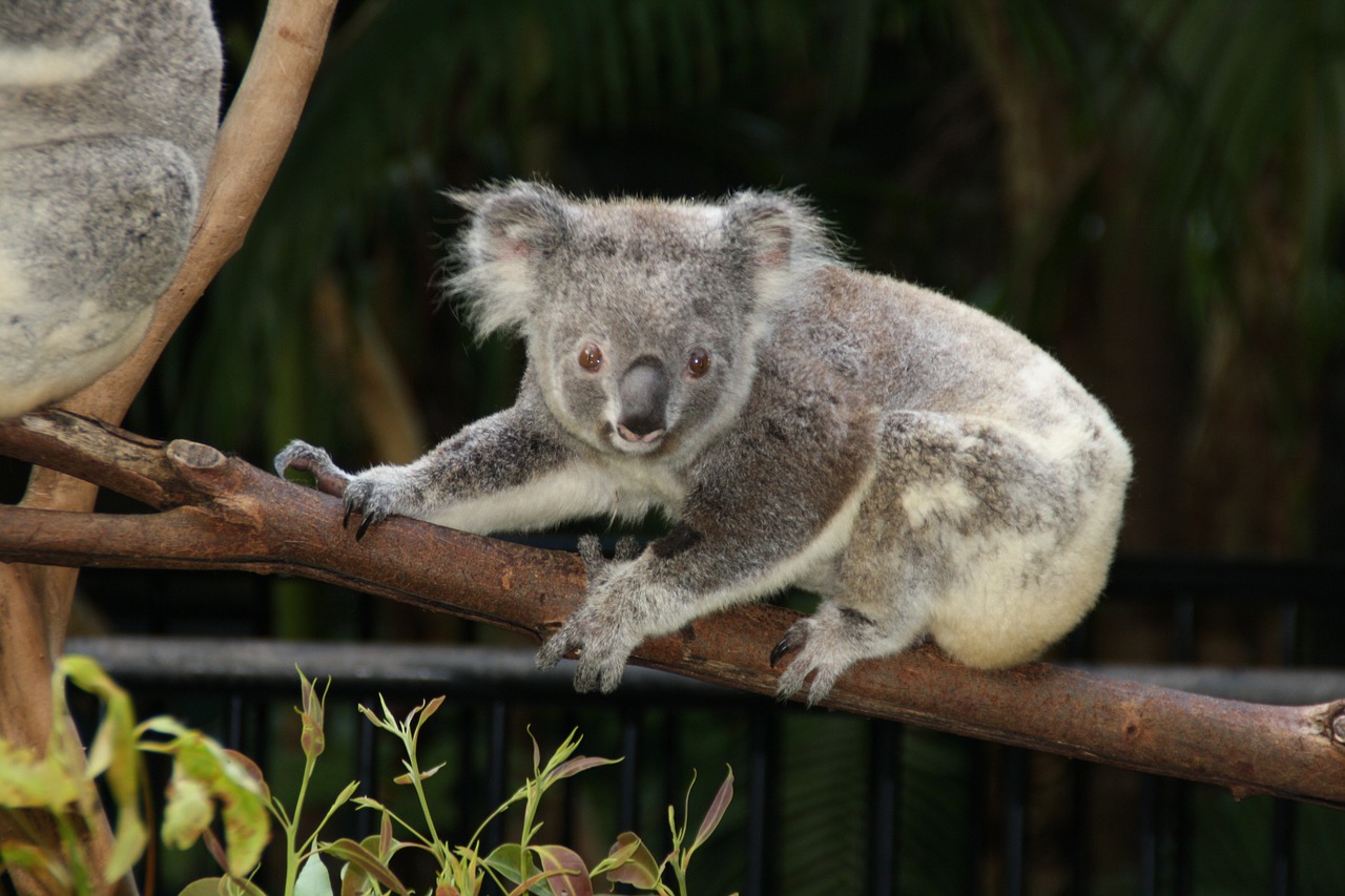 Australia, Koala, Zoologijos Sodas, Gyvūnai, Nemokamos Nuotraukos,  Nemokama Licenzija