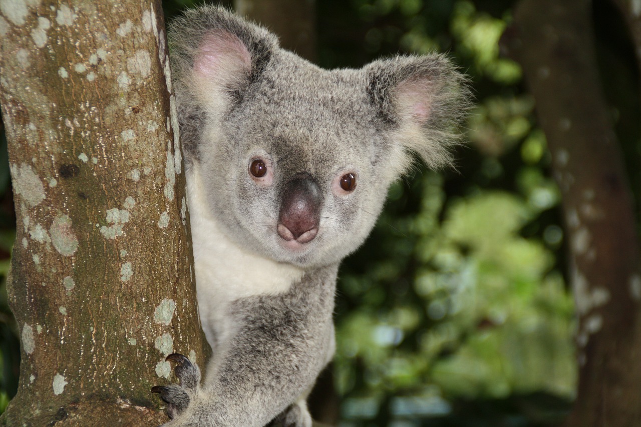 Australia, Zoologijos Sodas, Koala Bear, Nemokamos Nuotraukos,  Nemokama Licenzija