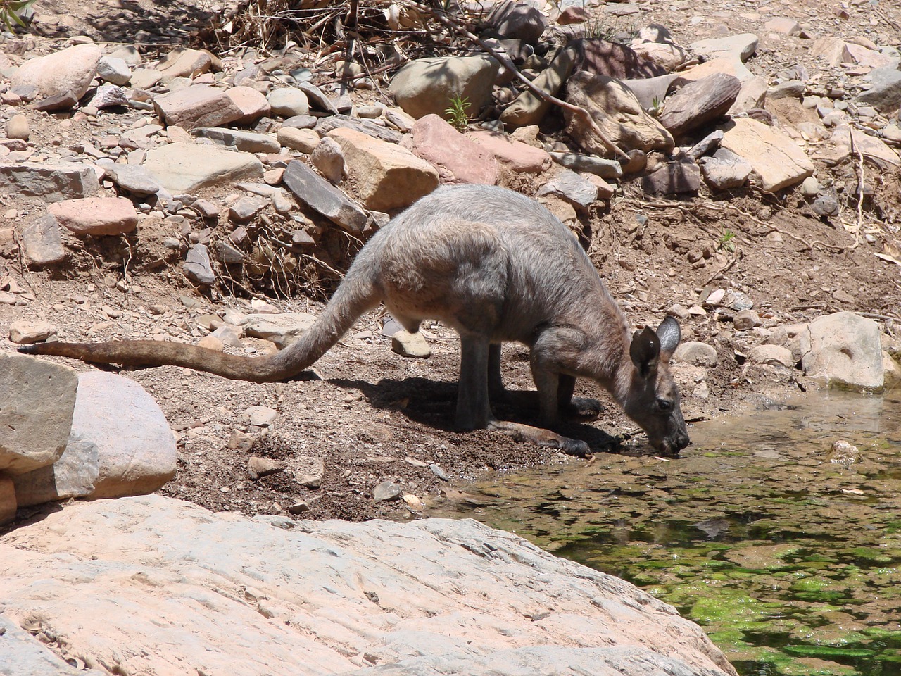 Australia, Kengūra, Vanduo, Nemokamos Nuotraukos,  Nemokama Licenzija