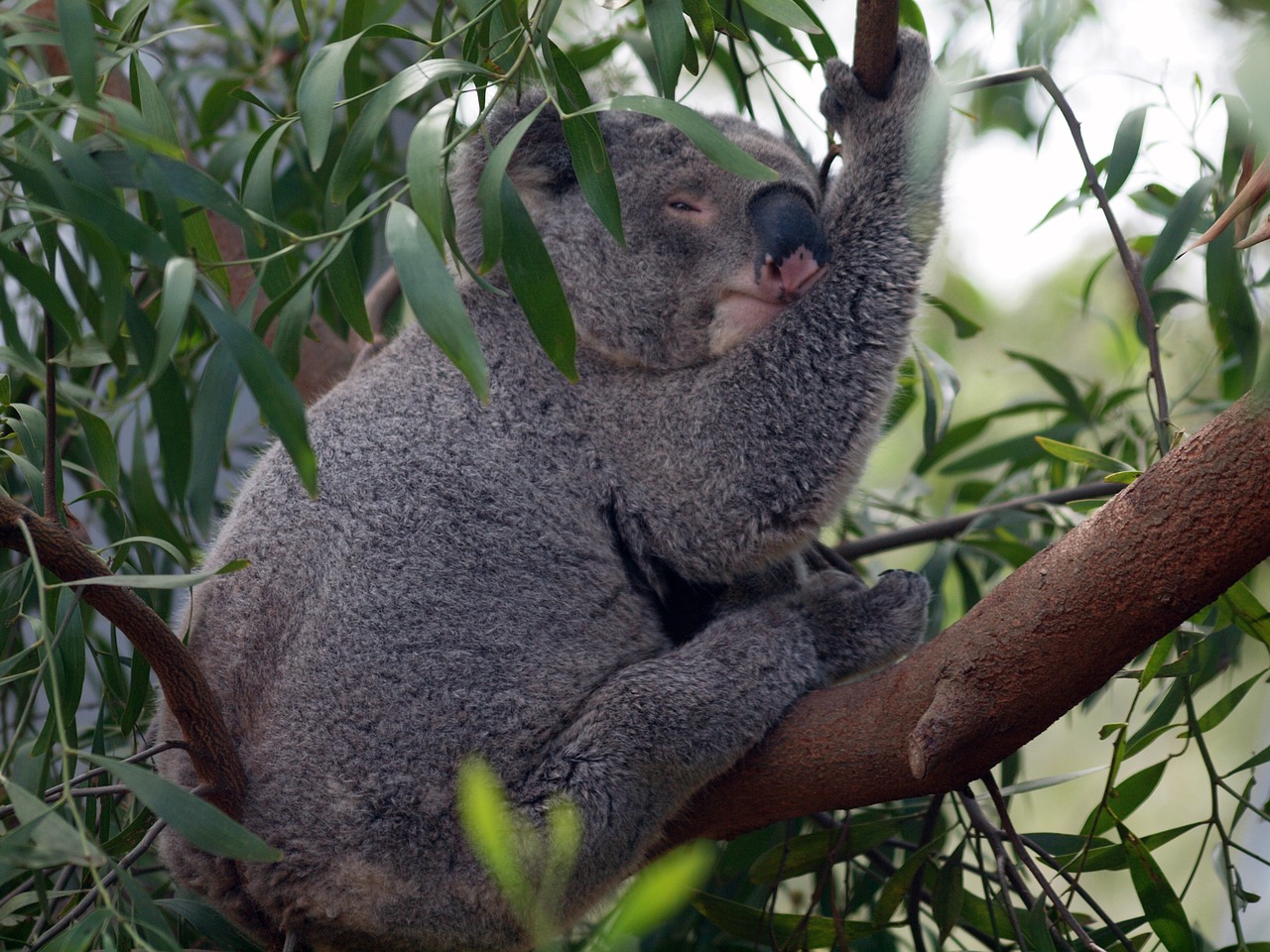 Australia, Turėti, Koala, Žinduolis, Gyvūnas, Eukaliptas, Laukinė Gamta, Marsupial, Pilka, Nemokamos Nuotraukos