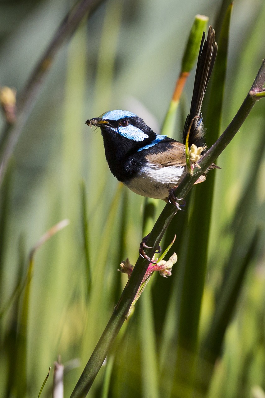 Australia, Paukštis, Gamta, Wren, Nemokamos Nuotraukos,  Nemokama Licenzija