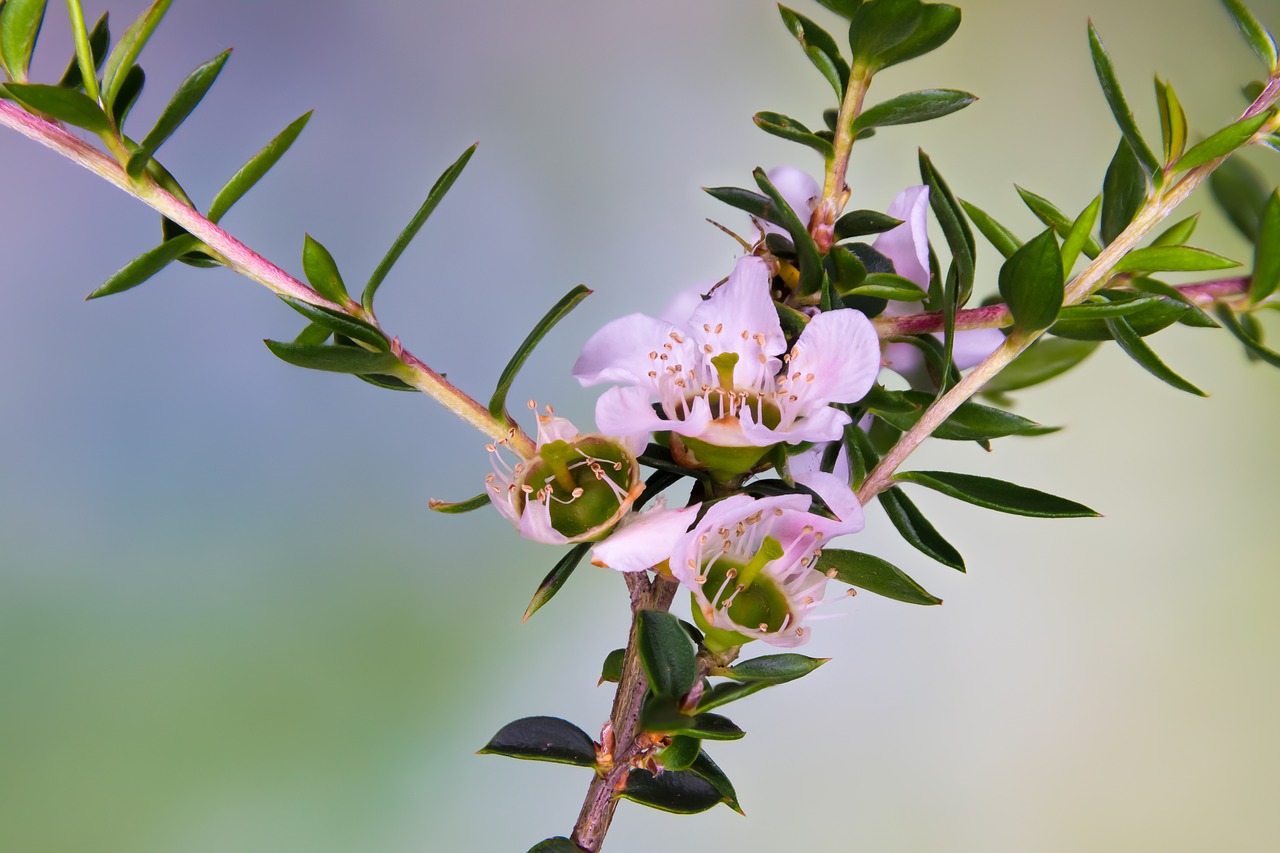 Australia, Gimtoji, Gėlė, Rožinė Baura, Gamta, Nemokamos Nuotraukos,  Nemokama Licenzija