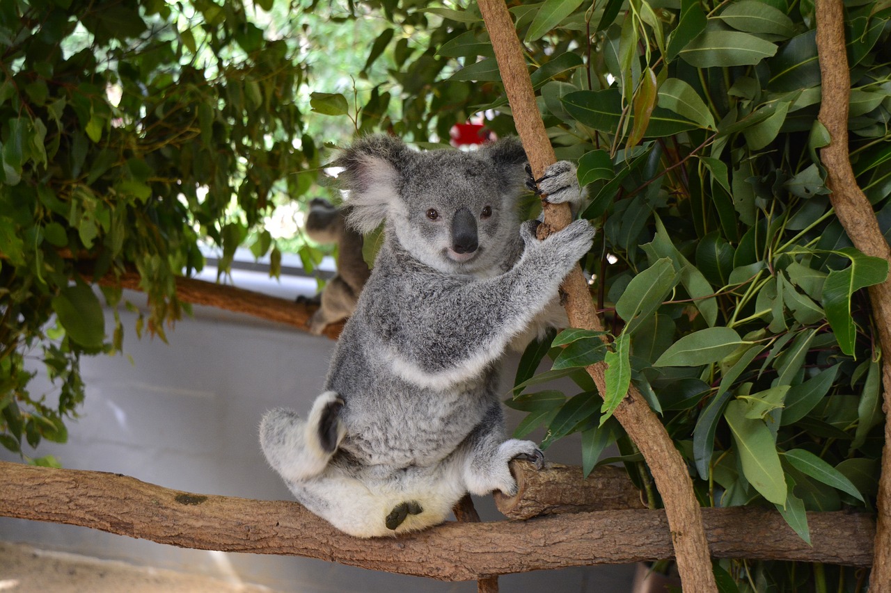 Australia, Koala, Brisbane, Gyvūnas, Laukinė Gamta, Gimtoji, Mielas, Queensland, Medis, Pilka